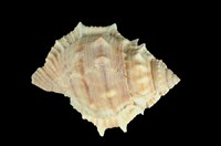 藏品(赤蛙螺)的圖片